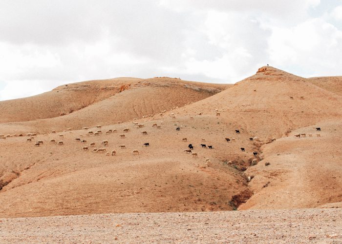 Agafay desert day trip